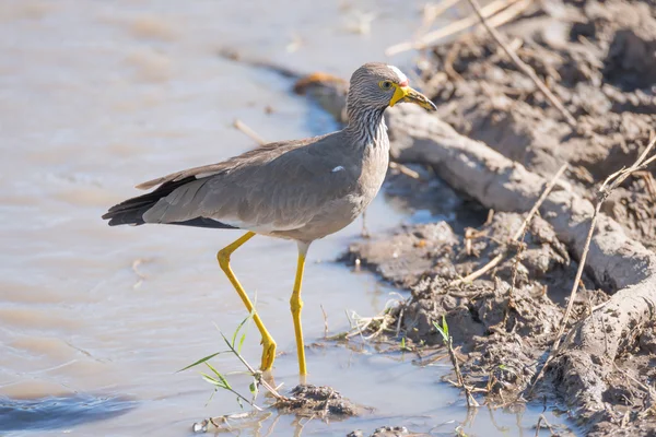 African wattled lapwing passes branch in mud — Stok fotoğraf