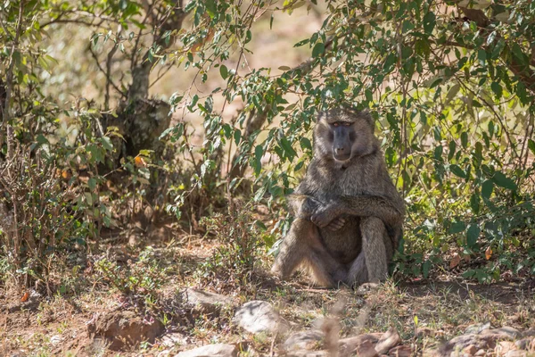 Babuino se sienta en la sombra con los brazos cruzados — Foto de Stock