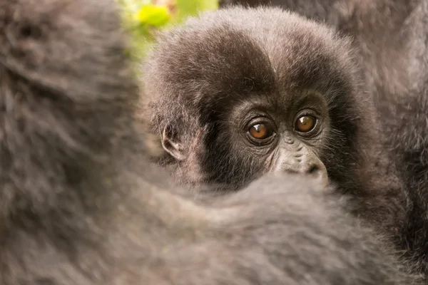 Bebé gorila mira por encima del hombro de madre — Foto de Stock