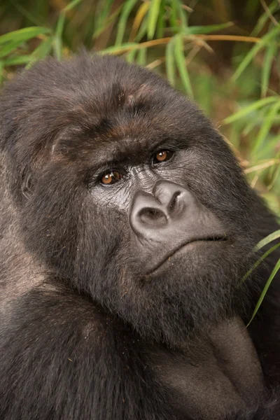 Close-up of silverback gorilla looking at camera — Stock Photo, Image