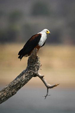 African fish eagle on log on riverbank