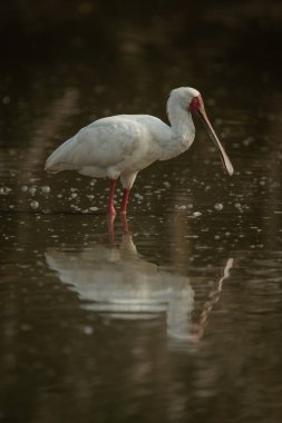 African spoonbill stands in pool casting reflection