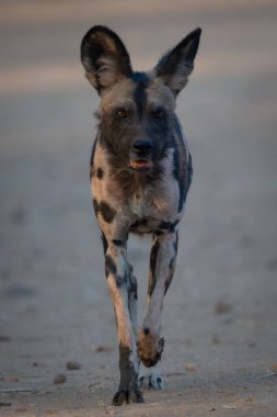 African wild dog approaching camera on sand
