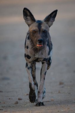African wild dog approaching camera over sand