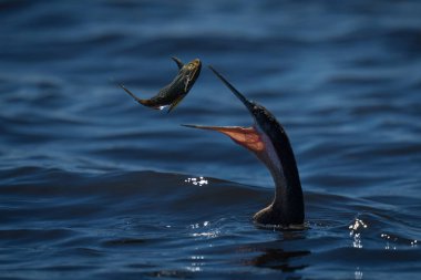 Termit tepeciğinin tepesinde arkası aydınlık bir bukleli babun oturuyor. Siyah arka planda, altın kenarlı ışıklandırmayla çevrili bir siluet. Ekim 2022 'de Botswana' daki Chobe Ulusal Parkı 'nda Sony 1 ve 600mm' lik lenslerle çekildi..