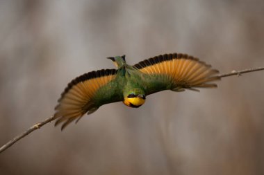 Küçük arı yiyici kameraya doğru daldan uçuyor.