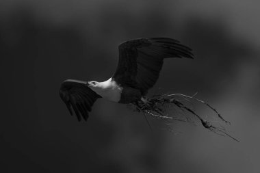 Bir Afrika balık kartalı tepesinde uçar, pençelerinde yuva malzemesi taşır. Beyaz bir kafası ve boynu, sarı bir gagası, kahverengi kanatları ve sarı pençeleri vardır..