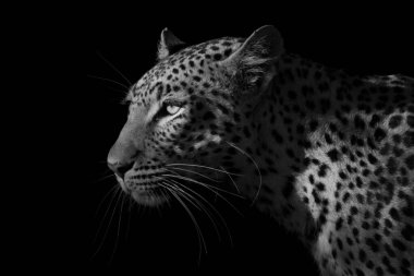 Dişi bir leopar sabahın erken saatlerinde gölgeli çalıların arasından geçer. Altın bir gözü, beyaz bıyıkları ve siyah lekelerle kaplı sarı bir paltosu var..