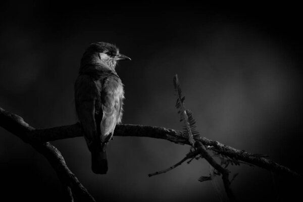 Индийский роллер с фонариком в глазу сидит на тонкой ветке в лесу. У него розовое лицо с голубым пятном на голове и коричневыми крыльями..