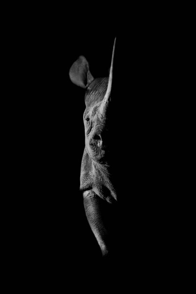 Правый глаз серой зебры можно увидеть крупным планом на голубом фоне..