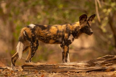 Afrikalı vahşi köpek kütüğe bakıyor.