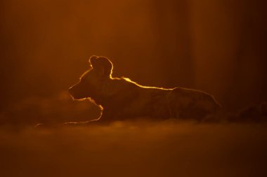 Arka planda kalan vahşi Afrika köpeği sola bakıyor.