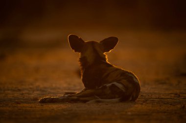 Arka ışıklandırılmış vahşi Afrika köpeği uzanmış yatıyor.