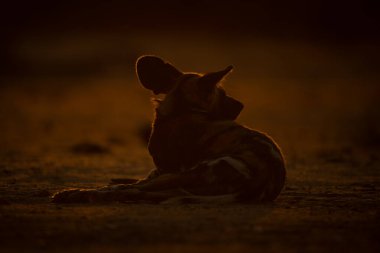 Arka planda yatan vahşi Afrika köpeği başka tarafa bakıyor.