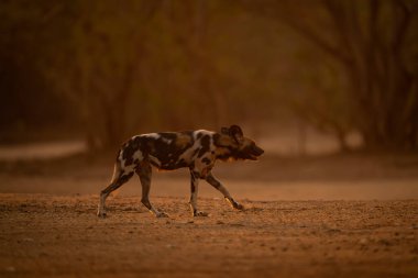Arka planda kalan vahşi Afrika köpekleri ayak kaldırıyor