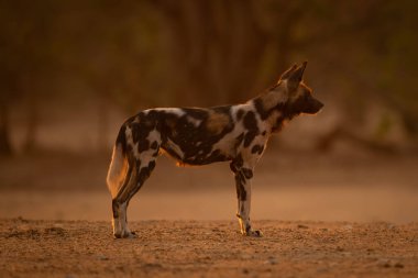 Afrika vahşi köpeği açık alanda duruyor.