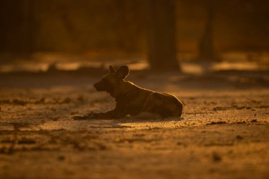 Arkadan aydınlatılmış yakalı vahşi Afrika köpeği uzandı.