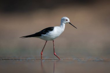 Siyah kanatlı stilt sakin havuzu kesiyor