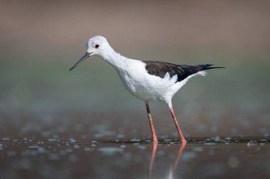 Siyah kanatlı. Sakin bir gölette öne doğru eğiliyor.