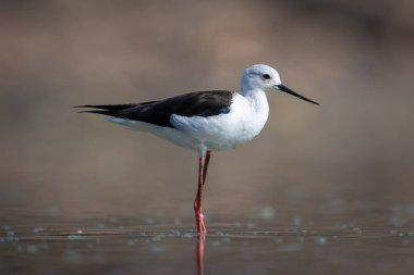 Siyah kanatlı stil. Bilardoda profilde duruyor.