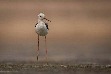 Siyah kanatlı stil Nehir yatağında dikilirken başını çevirir