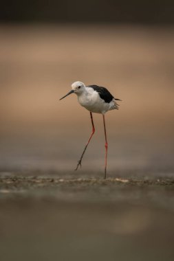 Siyah kanatlı çubuk. Nehir yatağında ayakta duruyor.