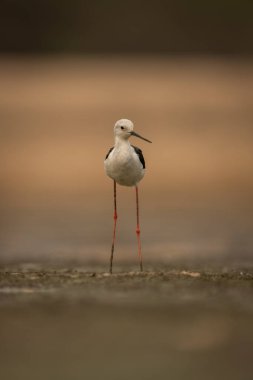 Siyah kanatlı çubuk. Nehir yatağında başını çeviriyor.