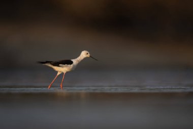 Siyah kanatlı stil Çamur düzlüklerinde yürüyor
