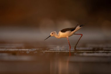 Siyah kanatlı stil Gölde yürür, öne doğru eğilir