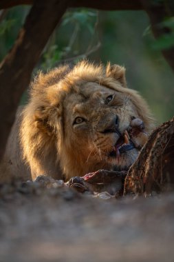 Erkek aslanın yakın plan yiyerek öldürme.