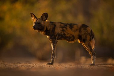Yakalı Afrikalı vahşi köpek başını çeviriyor