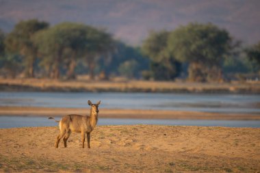 Dişi su geyiği sığ nehrin kenarında duruyor