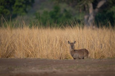 Dişi su geyiği uzun otların arasında duruyor