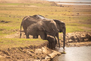 Nehirde yıkanan dört Afrika fili.