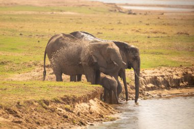 Nehirde yıkanan dört Afrika fili
