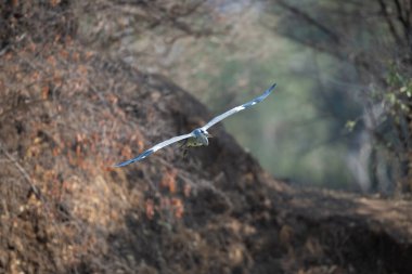 Grey heron approaches camera with wings spread