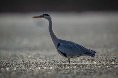 Gri balıkçıllar su kabarcıklarıyla gölün arkasında