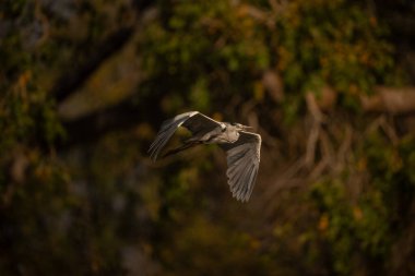 Gri balıkçıllar günışığında ağaçların arasından uçar