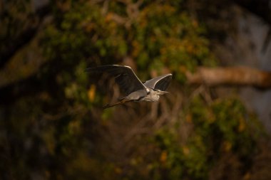 Gri balıkçıllar günışığında ağaçların arasından uçar
