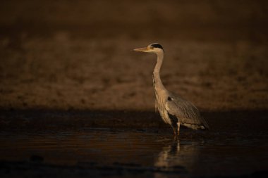 Gri balıkçıl gün doğumunda gölde duruyor.