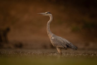 Gri balıkçıl bilardoda görünüyor