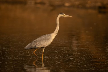Gri balıkçıl gölet kıvrımlı bacağından geçer
