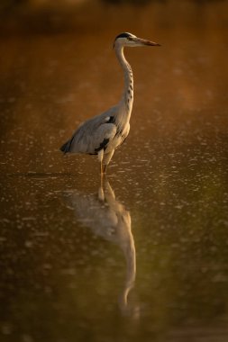 Gri balıkçıl gölet yansımasında yürür