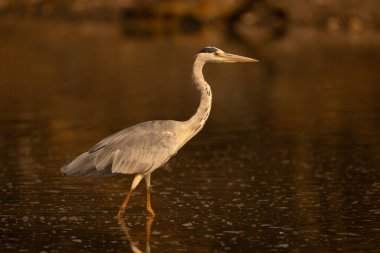 Gri balıkçıl, profilden gölette yürüyor.