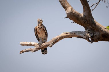 Genç savaş kartalı kafasını dallara doğru çeviriyor.