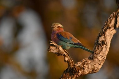 Ölü daldan leylak göğüslü yuvarlak gözlü kamera.