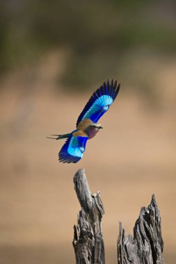Leylak göğüslü silindir ölü ağaçtan uçar gider.