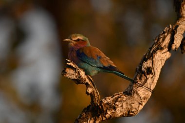 Ölü dalında fener olan leylak göğüslü bir silindir.