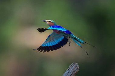 Yaka lambasıyla leylak göğüslü silindir dikey olarak kalkıyor.