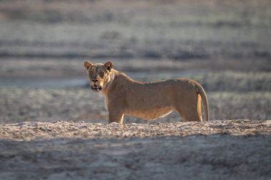 Dişi aslan gün ışığında kumlu bankanın arkasında duruyor.